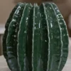 Vase rond Cactus finition brillante